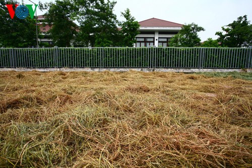 La moisson rizicole en plein Hanoï - ảnh 1